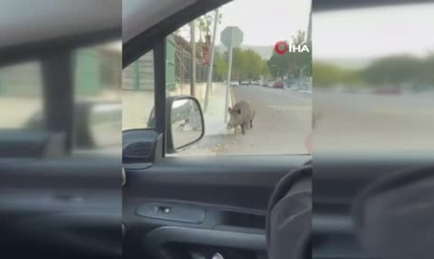 Amasya'da yaban domuzu binaya girince operasyon yapıldı