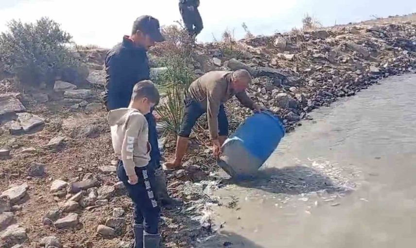 Meriç’te mahsur kalan balıklar doğaseverler tarafından kurtarıldı