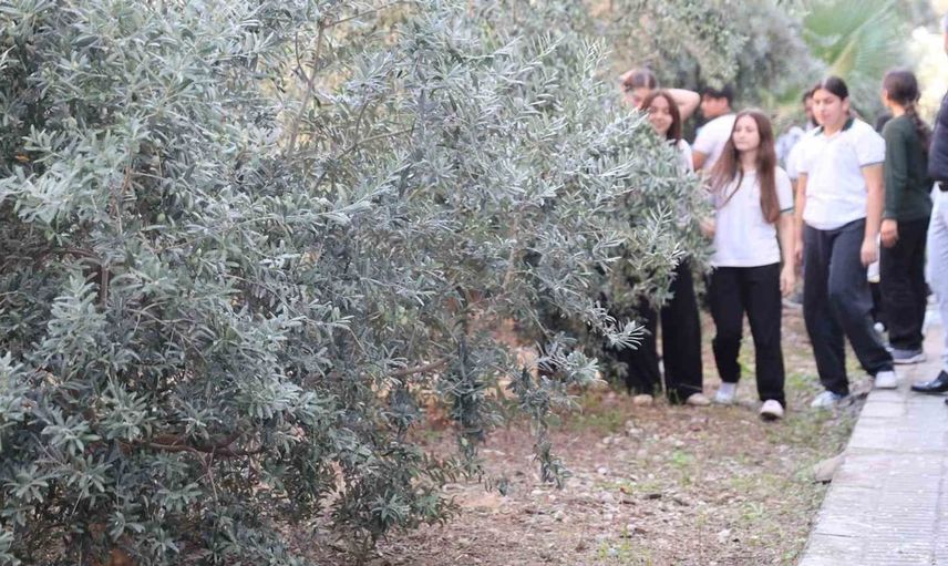 Zeytin fidanlarından meyveye: Öğrenciler hasat ettikleri zeytinleri topladı