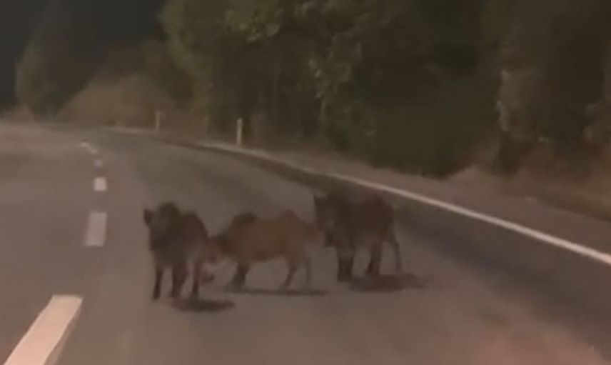 Kahramanmaraş'ta yolda karşılaşılan domuz sürüsü dikkat çekti