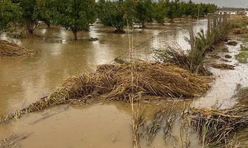 Sarıköy Ovası'nda çeltik tarlalarının su baskınları endişe yarattı