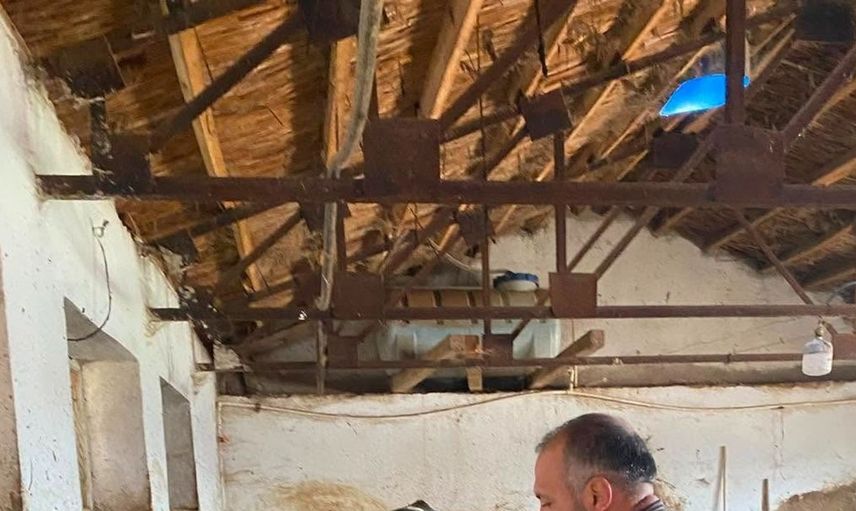 İhsaniye'de büyükbaş hayvanlar için şap aşılama çalışmaları hız kazandı