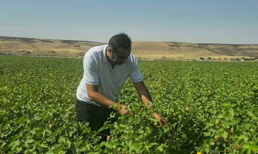 Cizre'de pamuk üretiminde biyoteknik mücadele dönemi başladı