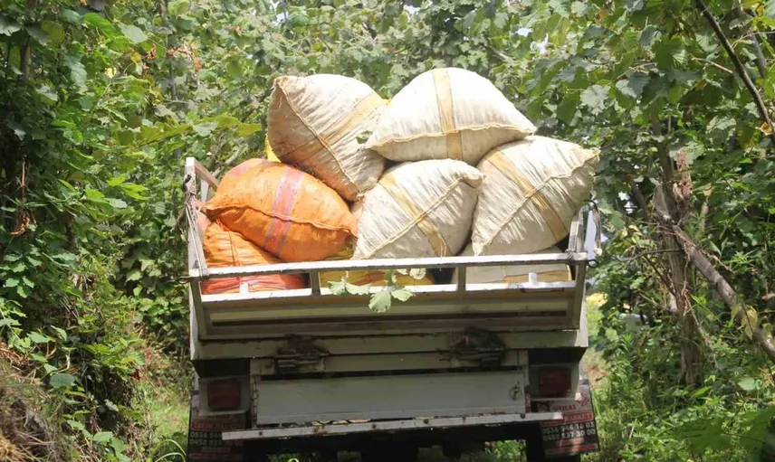 Karadeniz'de fındık hasadı başladı, üreticiler fiyatlardan şikayetçi