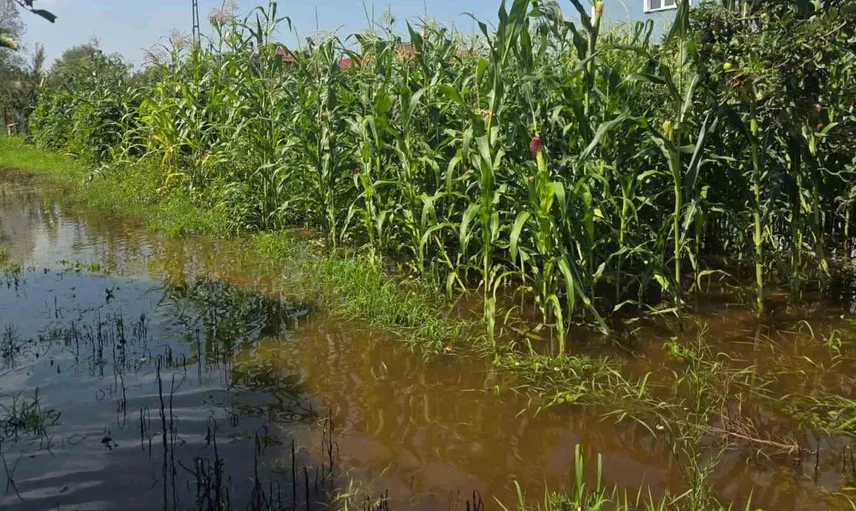 Samsun'da etkili sağanak tarım alanlarını su altında bıraktı