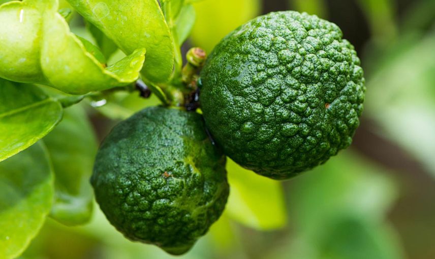 Bergamot Nedir, Faydaları Nelerdir?