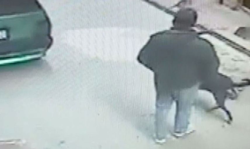 Beyoğlu'da Köpeğin Çalınan Telefonu Yakaladığı Anlar Görüntülendi