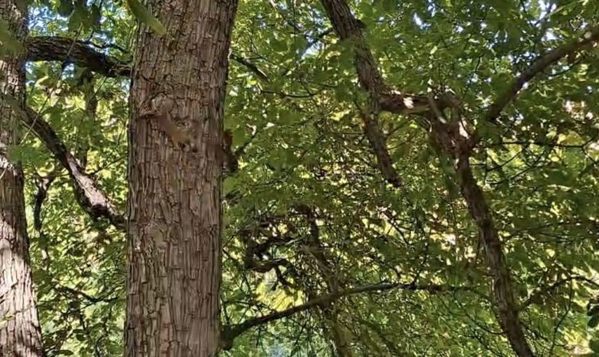 Diyarbakır'da sincapların ağaçlar arasındaki eğlenceli yarışması görüntülendi