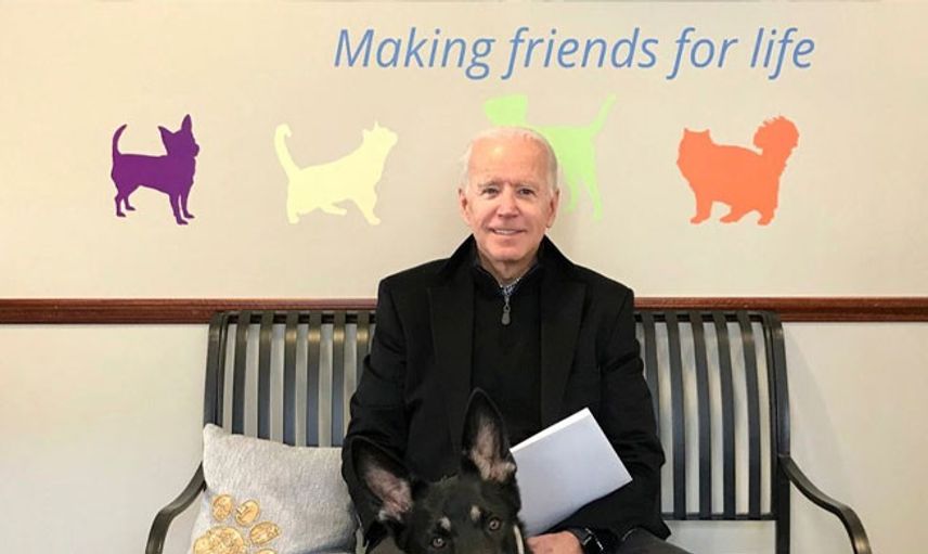 Biden'ın Köpeği, Beyaz Saray'ı Birbirine Kattı