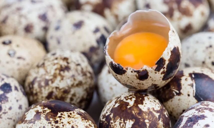 Bıldırcın yumurtası nasıl yenir, besin değeri nedir, astıma iyi gelir mi? Protein zengini bıldırcın yumurtasının faydaları