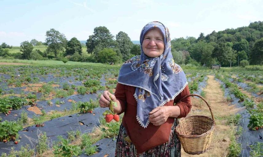 Bilecik'te çilek üretiminde büyük artış: 2 dönümden 42 dönüme