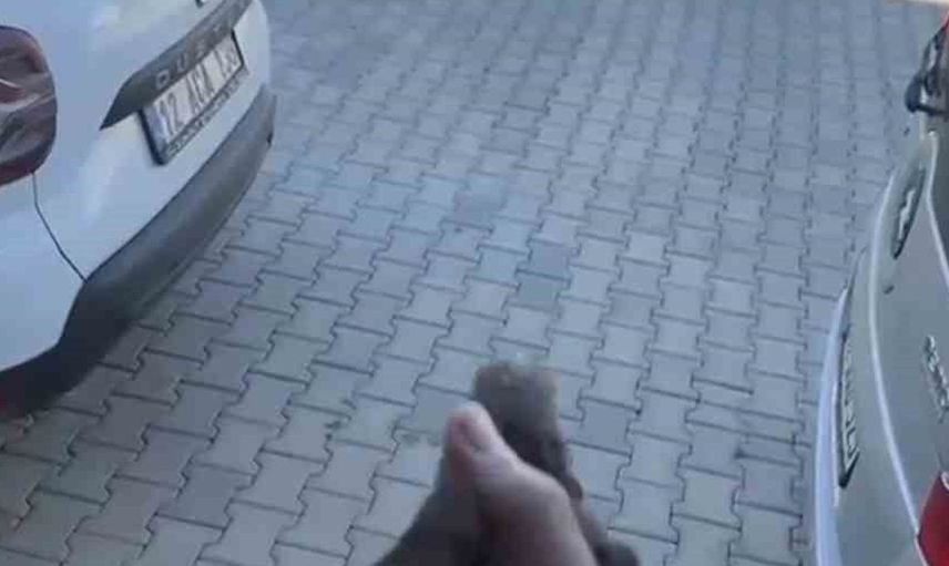 Bingöl'de apartman boşluğuna düşen sığırcık kuşu kurtarıldı