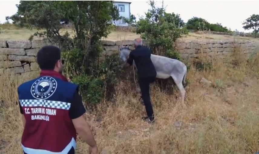 Bingöl'de sahipsiz 68 hayvan toplandı