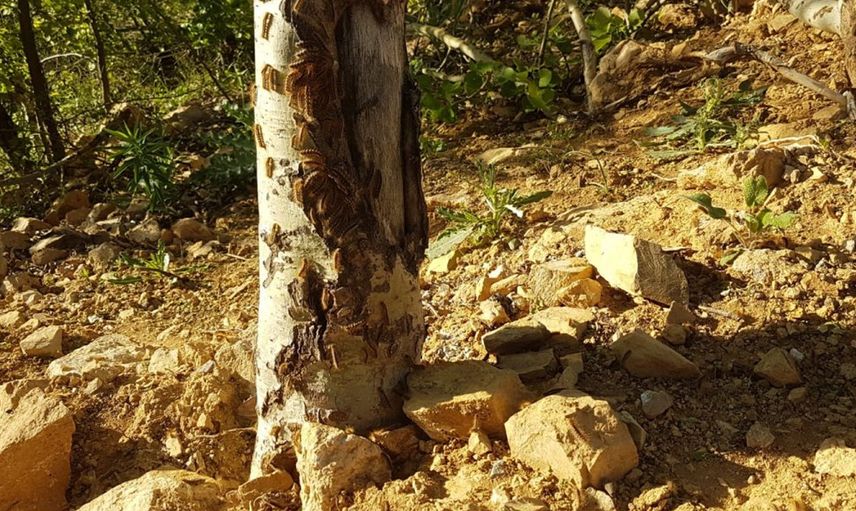 Bingöl’de Tırtıl İstilası Korkuya Yol Açtı