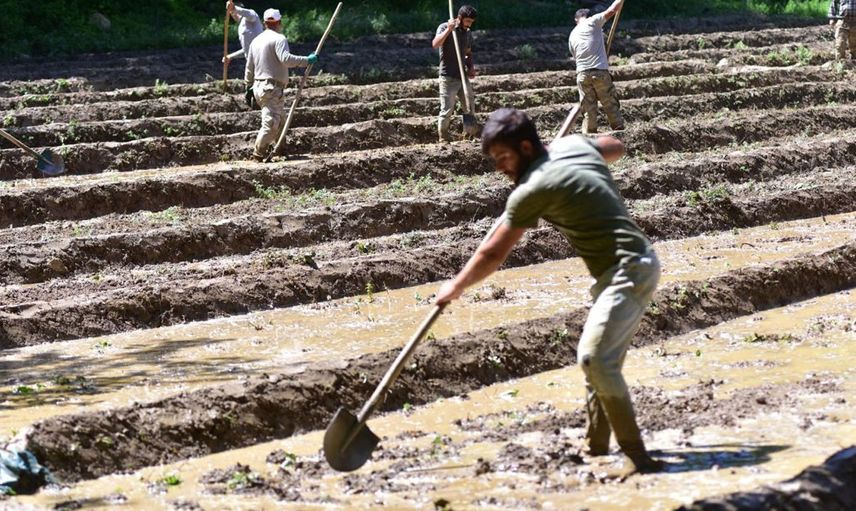 Bitlis'te Çiftçiler Çareyi İmece Usulü Çeltik Ekiminde Buldu