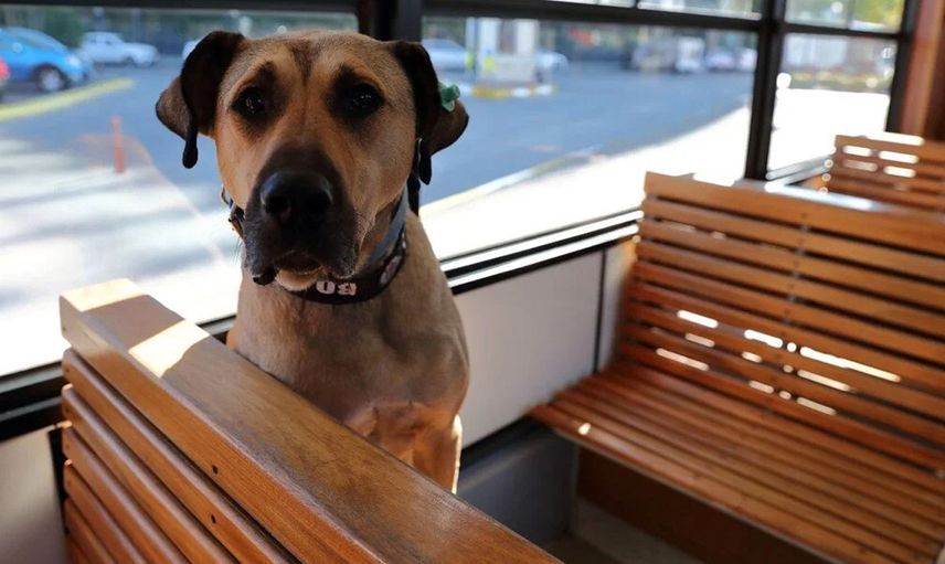 Boji Köpek Nerede, Boji Ne Demek?