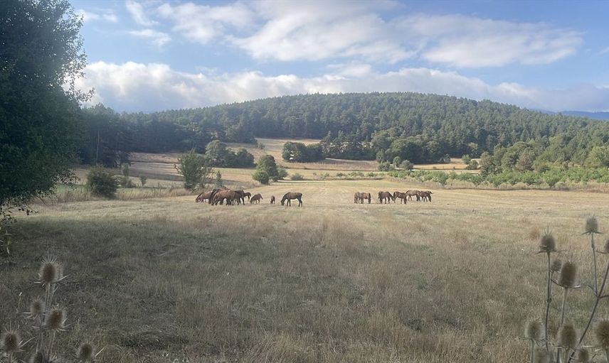 Bolu Dağı'nda Yılkı Atları Taylarıyla Görüntülendi