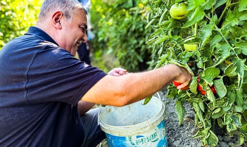 Boyabat Gazidere Domatesinin Hasadı Başladı