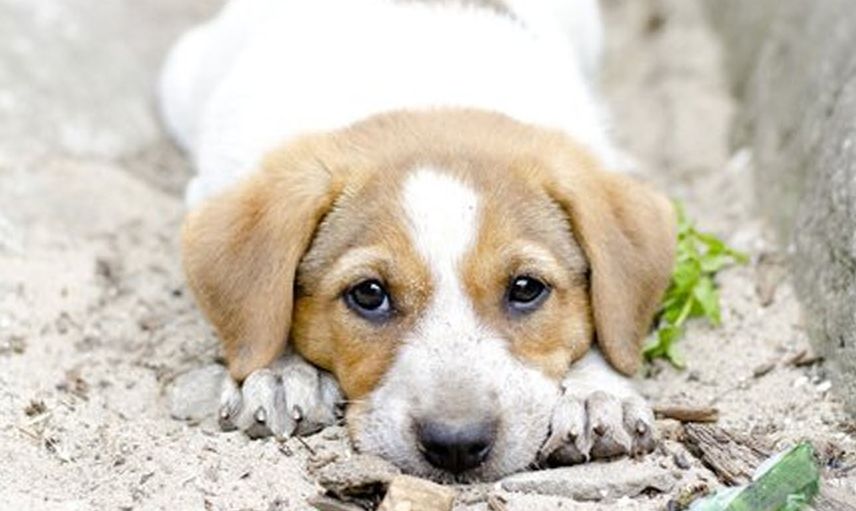 Böyle İnsanlar da Var, Yolda Gördüğü Yaralı Yavru Köpeği Veterinere Yetiştirdi!