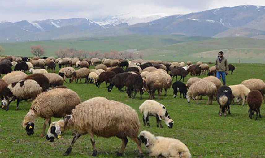 Hayvancılıkla Uğraşanların Yüzü Gülecek: Muş'ta Hayvan Yetiştiricilerine 17 Milyon Lira Destek