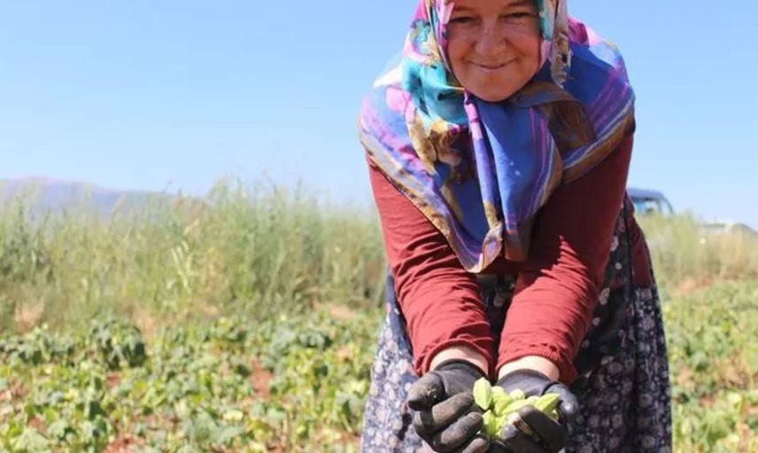 Bu sebzenin fiyatı altın ile eşdeğer! Kurusu ise tam dört katı fiyatında