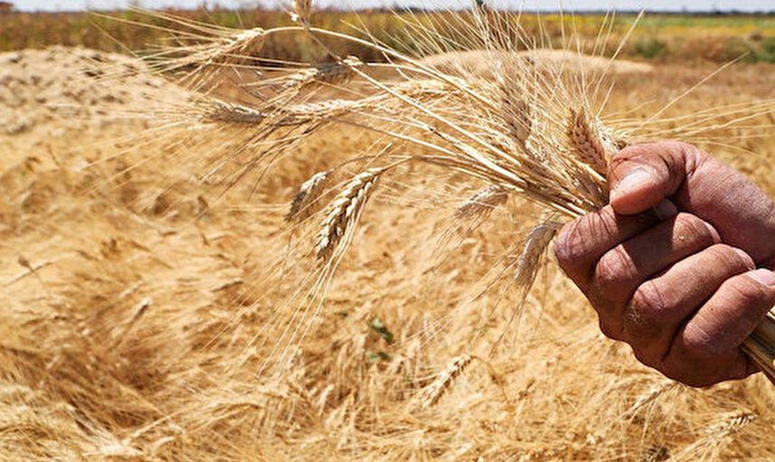 Buğday Fiyatları Neden Artıyor? Türkiye Rusya ve Ukrayna'dan Hangi Ürünleri İthal Ediyor?