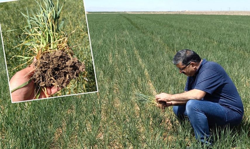 Buğdayın ana vatanında kriz: 10-15 günlük süre kaldı