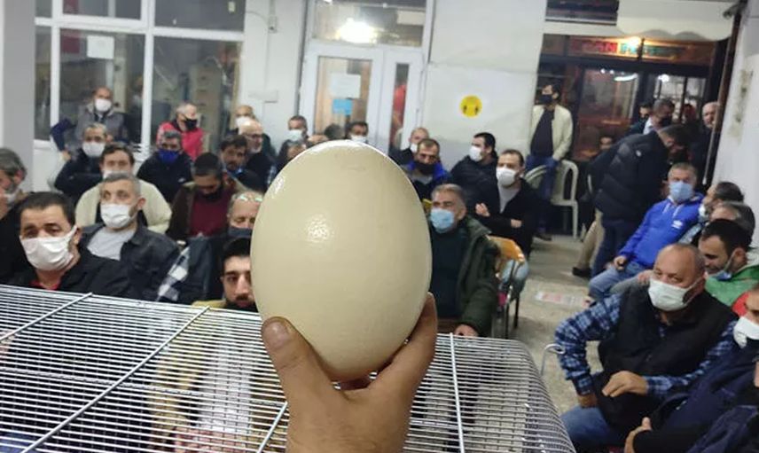 Bursa'da Açık Artırma İle Devekuşu Yumurtası Satıldı!