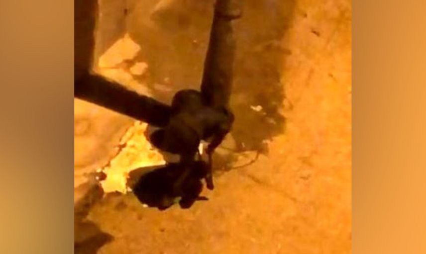 Bursa'da hayrete düşüren hırsızlık: Makasla kesti, çöp kovalarını çalmaya kalkıştı