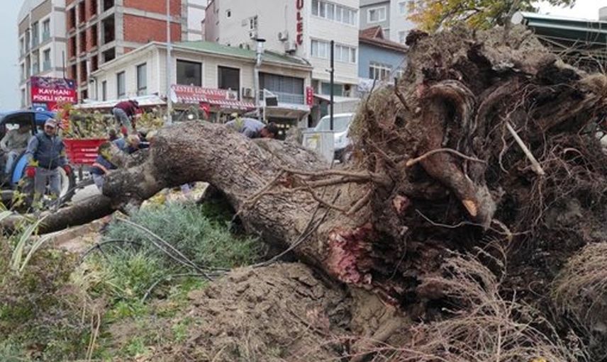 Bursa'da Şiddetli Lodos 270 Yıllık Çınar Ağacını Kökünden Söktü