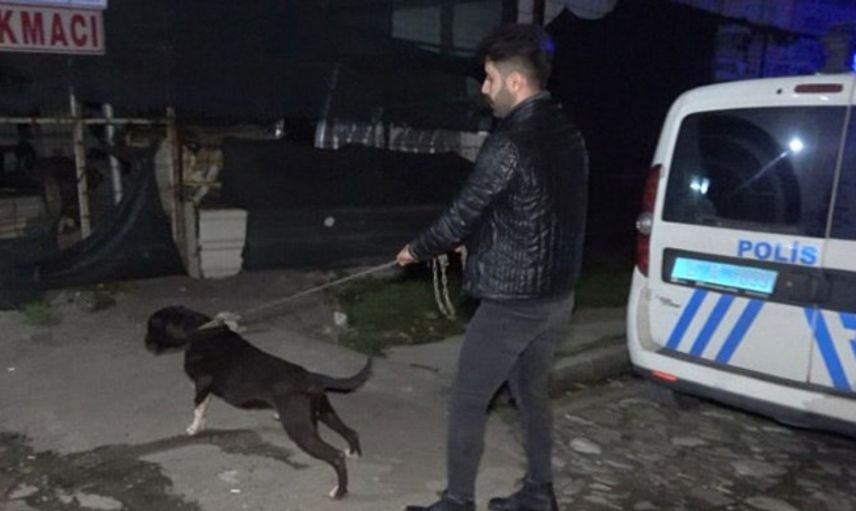 Bursa’da Tecavüz Girişiminde Bulunan Adamı Pitbull Yakaladı