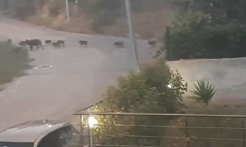 Bursalılar gördüklerine inanamadı! Sokağa çıktılar domuzlarla karşılaştılar! Domuzlar şehir merkezinde