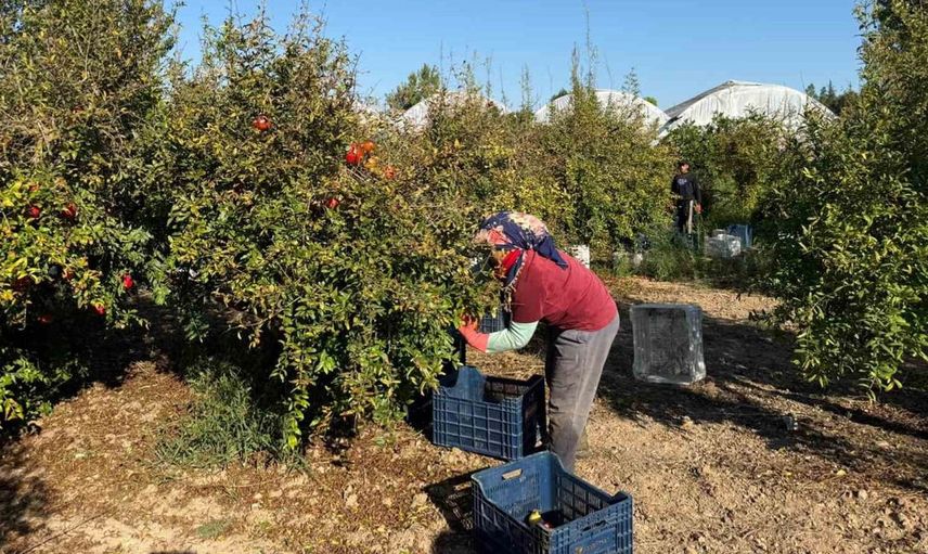 Antalya'da nar hasadı erken başladı, fiyatlar tarlada 15-30 lira arasında