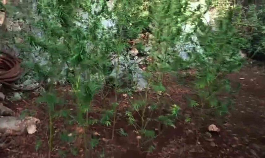 Hatay'da ormanlık alana yasa dışı kenevir ekimi yapan şüpheli tutuklandı