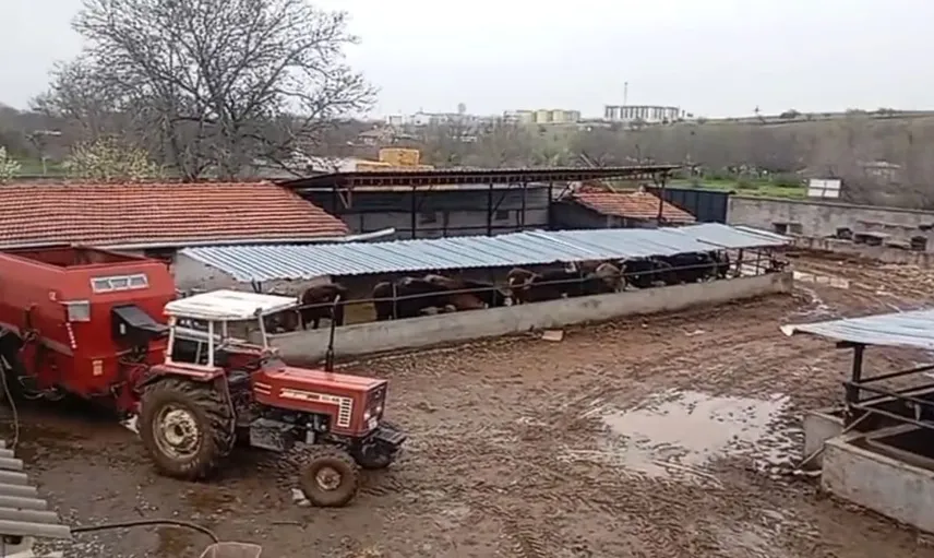 Kırşehirli besici kayıp hayvanlarını ararken komşusunun ihanetini öğrendi