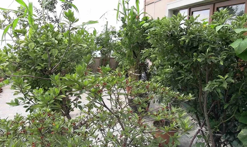 Rize'de balkon bahçesi kuran çift şehir hayatını yeşillendiriyor