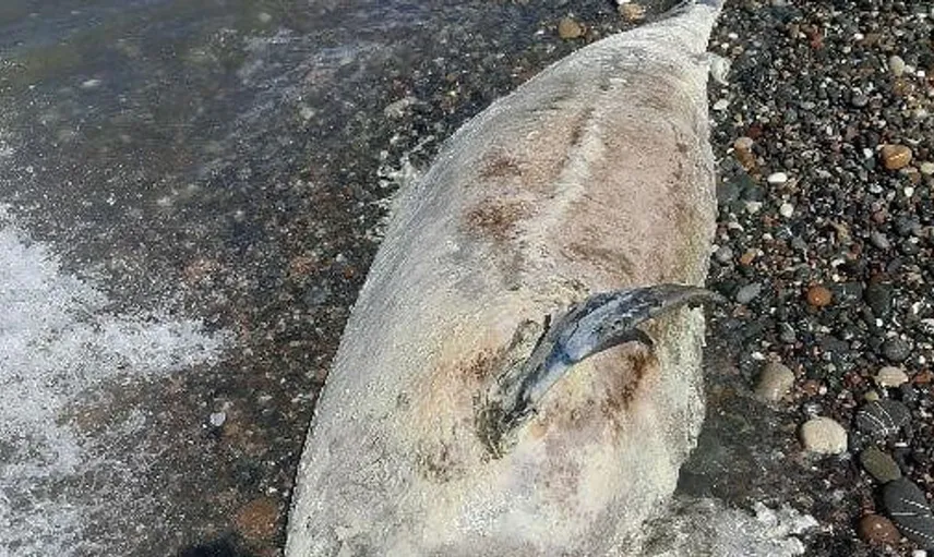 Cide’de sahile vuran ölü yunus balığına müdahale edildi