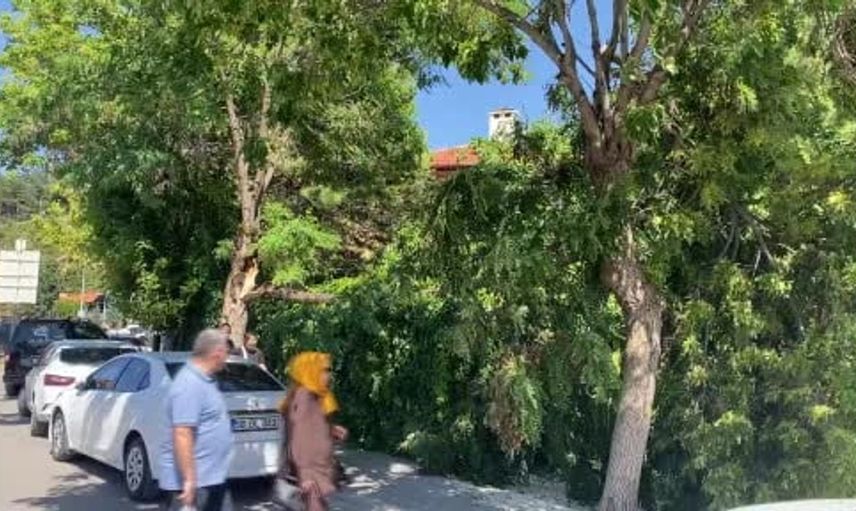 Sivas'ta kuvvetli rüzgar nedeniyle ağaç devrildi, küçük çaplı hasar oluştu