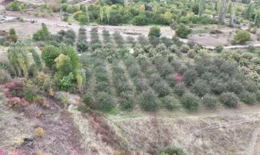 Malatya'da elma hasat sezonu bereketle devam ediyor