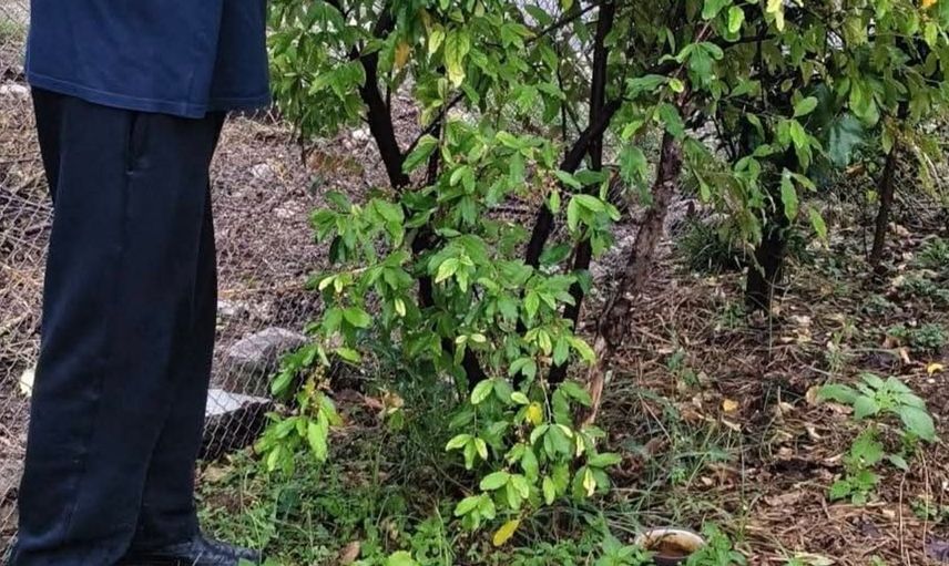 Kahramanmaraşlı üretici, Japon iğdesi ile yerel tarıma yeni bir soluk getiriyor