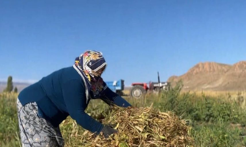 Erzincan'da beyaz kuru fasulye hasadı başladı