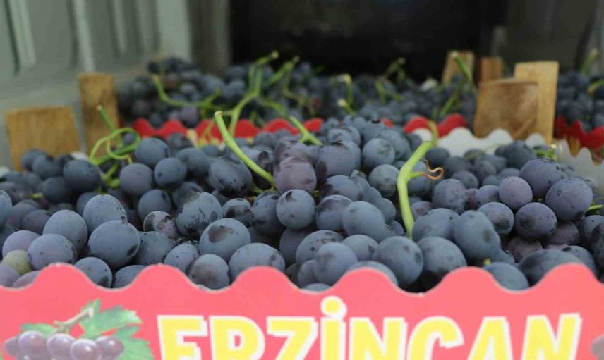 Erzincan'da Cimin üzümü hasadı başladı: Tarım müdürlüğü üreticilerin yanında