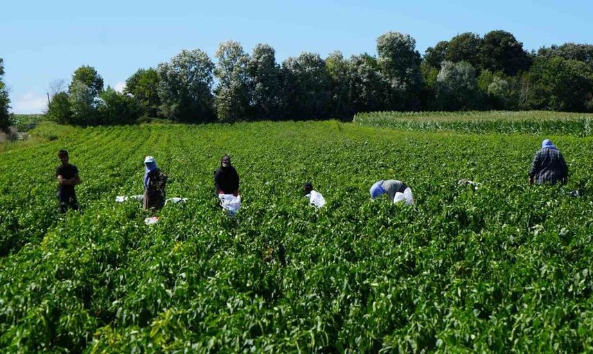 Bafra Ovası'nda kapya biber hasadı başladı: Ekonomiye 4 milyar TL katkı