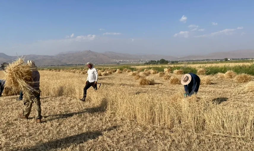 Yüksekova'da hasat dönemi imece geleneğiyle sürüyor