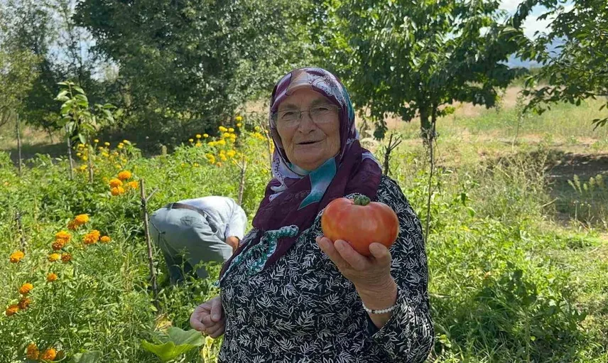 Doğal gübreleme yöntemiyle domateste dikkat çeken verim