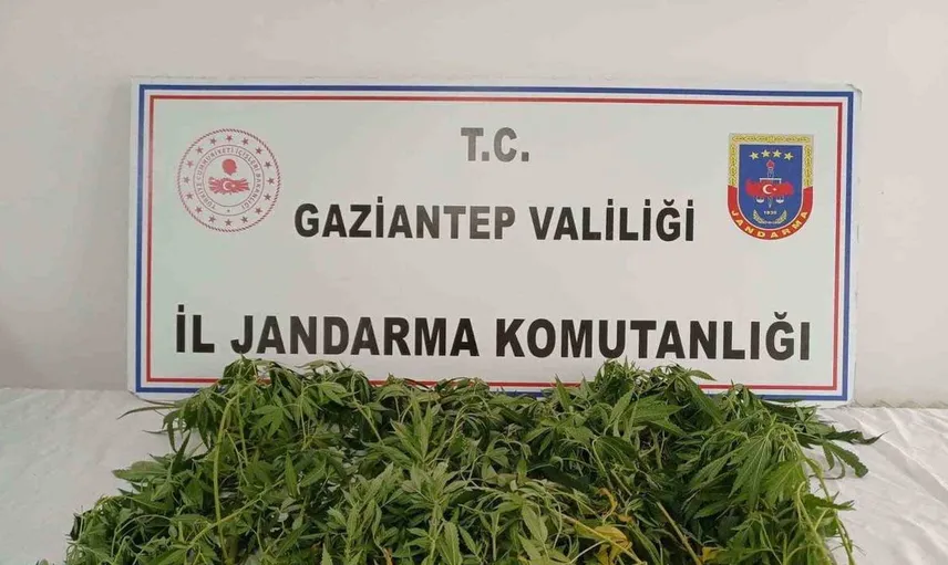 Gaziantep'te uyuşturucu operasyonu: 116 kök kenevir ele geçirildi, 9 kişi gözaltına alındı