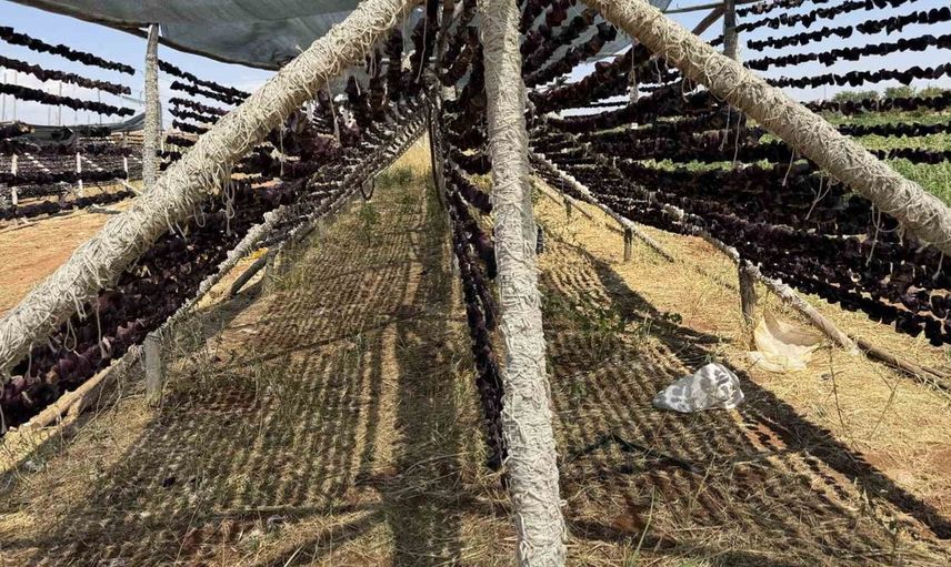Gaziantep'te dolmalık patlıcan hasadı için hazırlıklar tamamlandı
