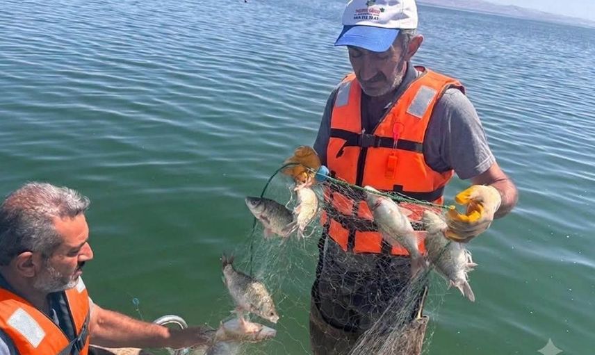 Keban Baraj Gölü'nde yaz dönemi balık örnekleme çalışmaları devam ediyor
