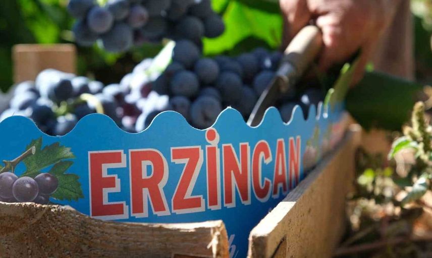 Cimin üzümünde hasat dönemi: Fiyatlar 75 liraya geriledi