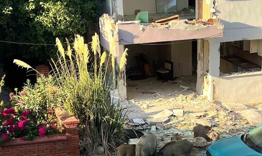 Yaban domuzları mahalleye inerek tedirginliğe yol açtı